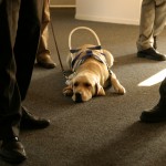 Assistance dogs in the workplace